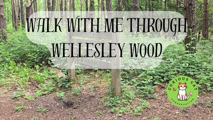 Walk with me through Wellesley